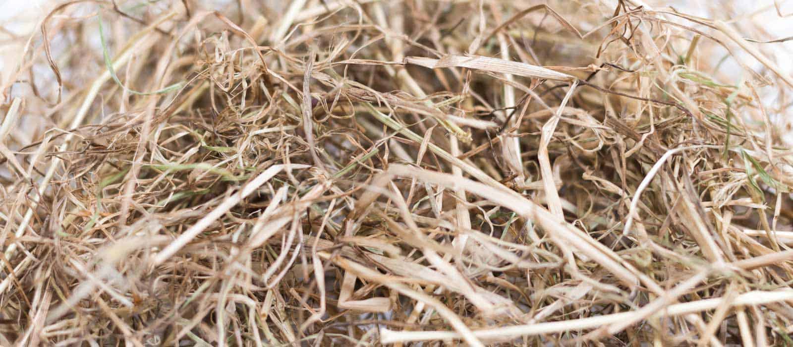 Graszaadhooi te koop - Grote en kleine balen hooi