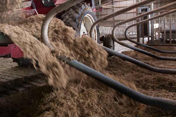 tweede-generatie-strooisel-in-ligstalboxen