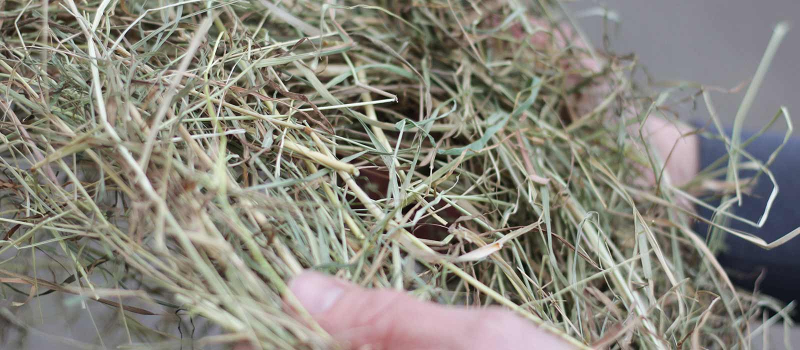 structuur-voordroog-hooi-gras