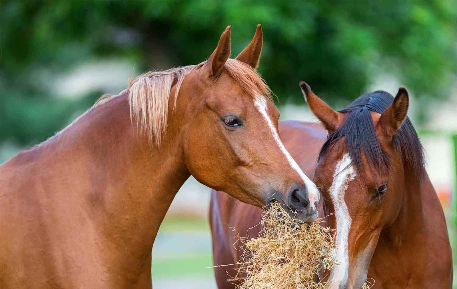paarden eten ruwvoer