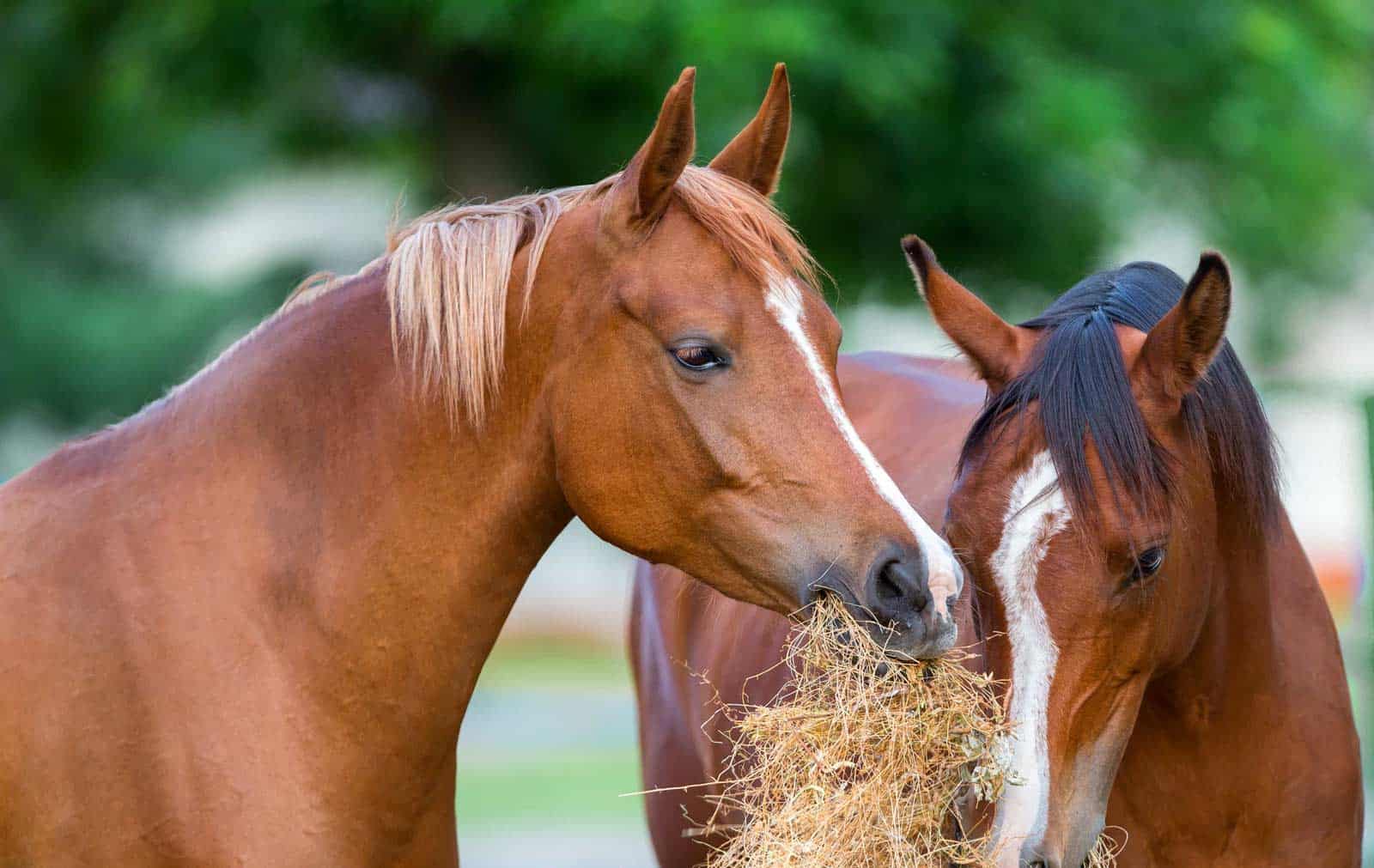 paarden eten ruwvoer