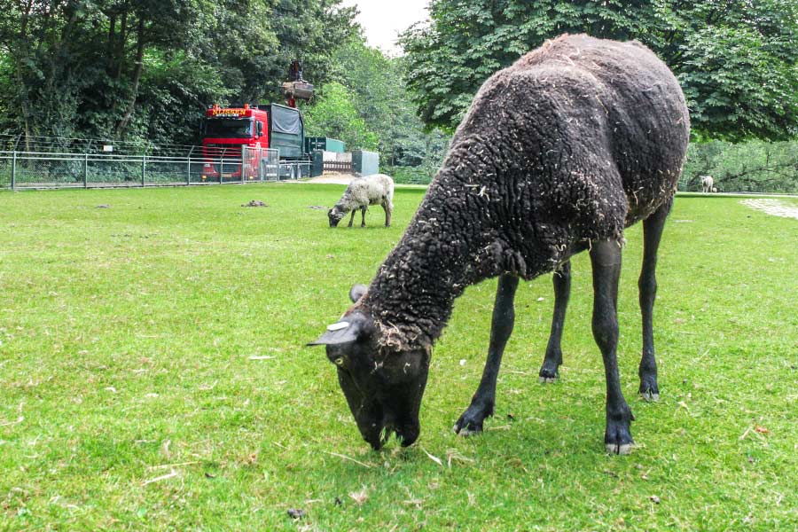 kinderboerderij-mestopslag-mestafvoer-nijssen-fourages