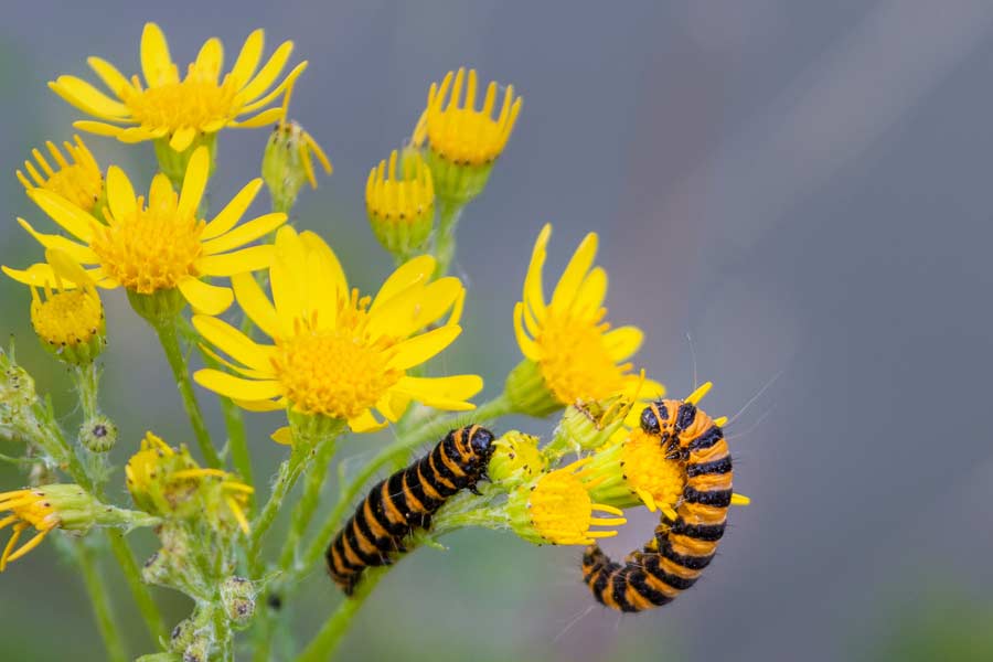 Extreem-giftige-planten-en-bomen-voor-paarden-header