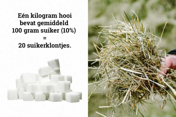 Wat is suikerarm hooi? - Nijssen Fourages